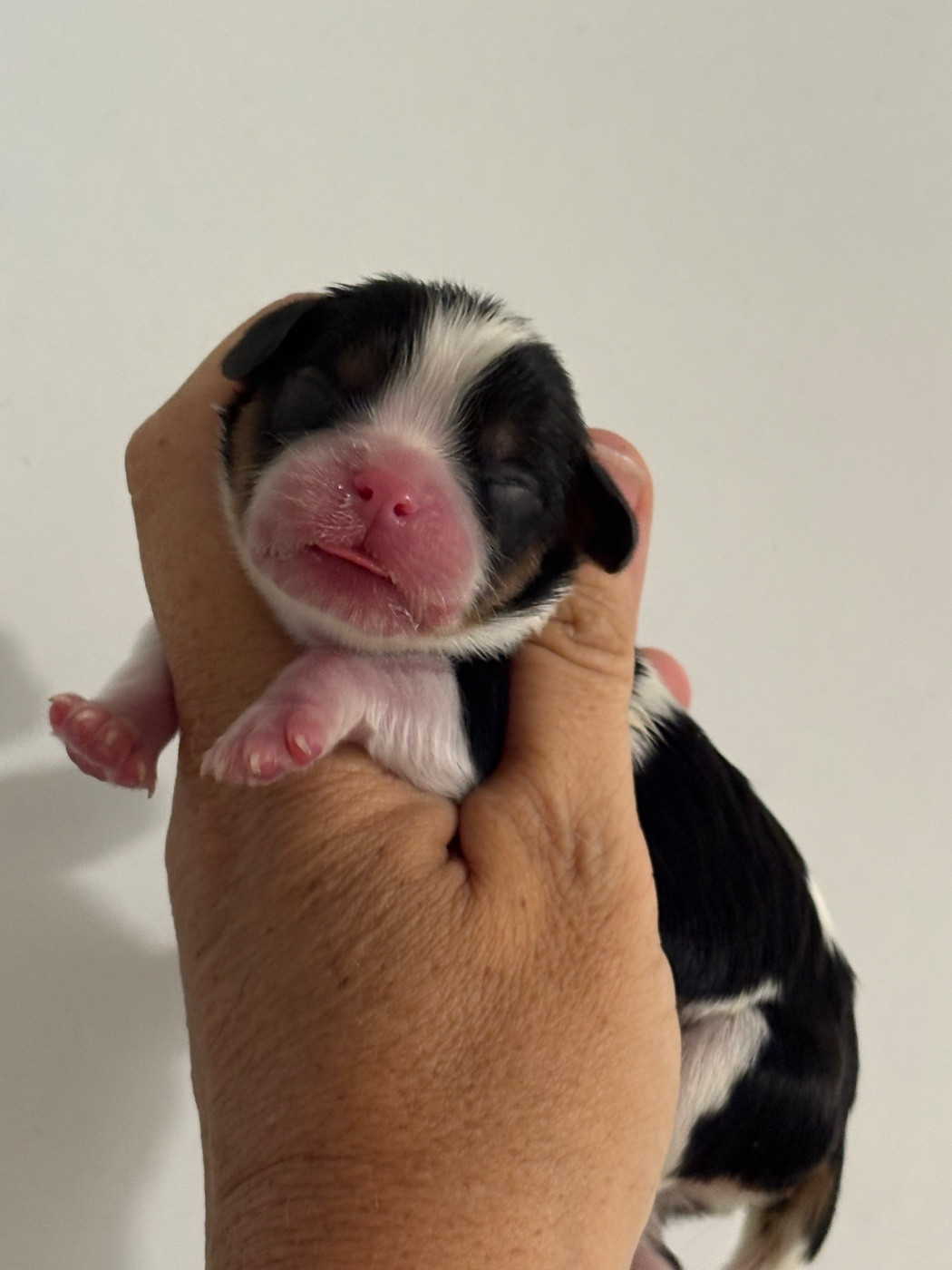 Du Mas De Dixie - Chiots disponibles - Cavalier King Charles Spaniel