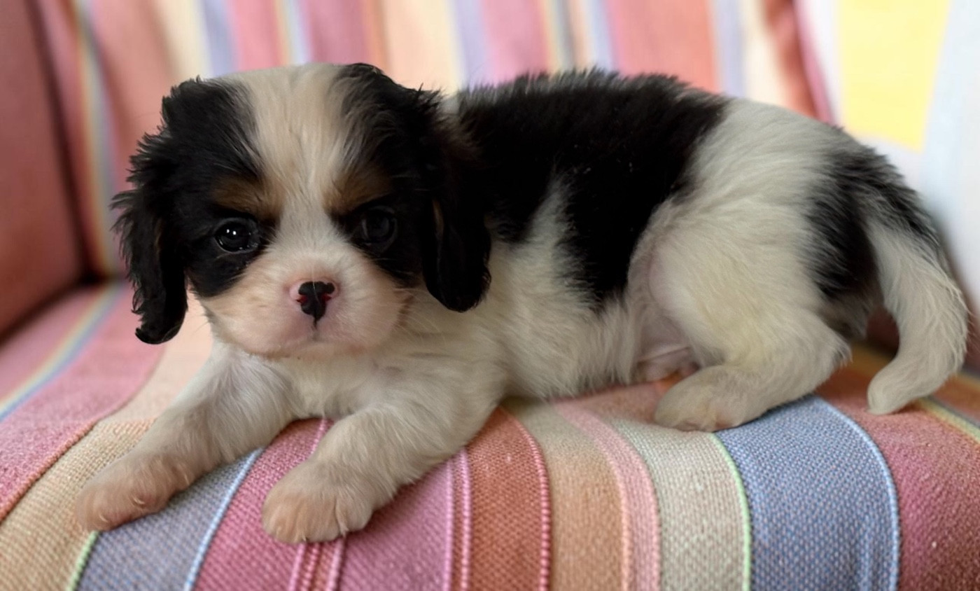 Du Mas De Dixie - Chiots disponibles - Cavalier King Charles Spaniel