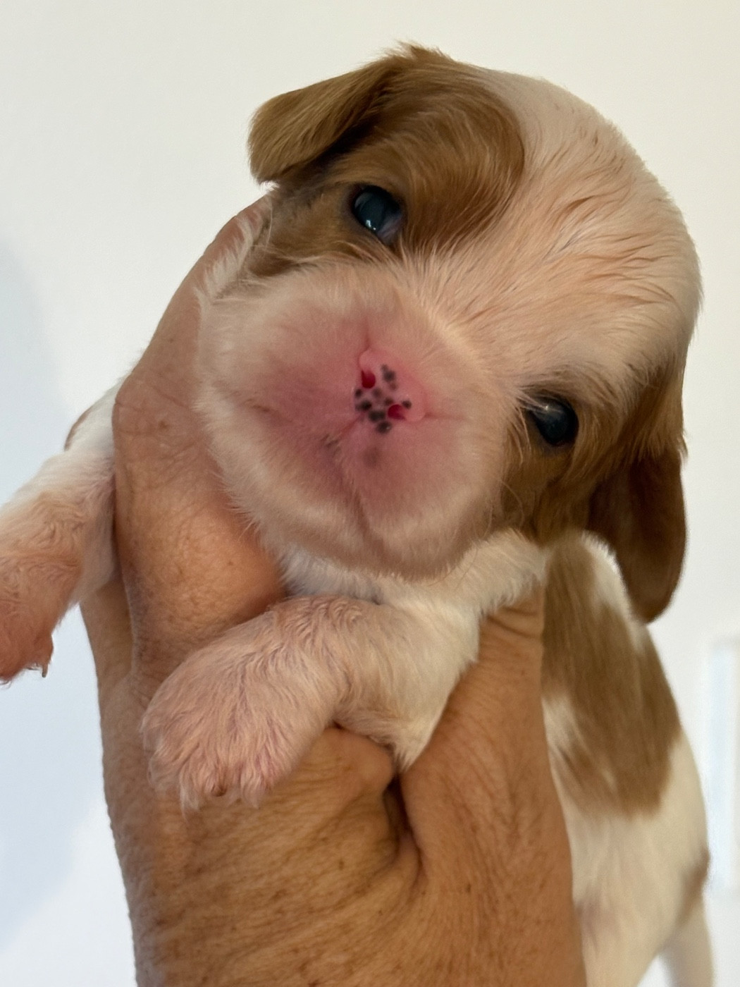 Du Mas De Dixie - Chiots disponibles - Cavalier King Charles Spaniel