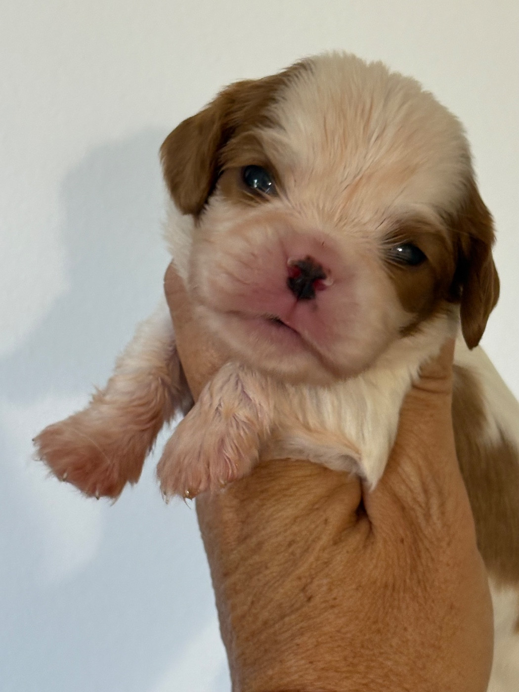 Du Mas De Dixie - Chiots disponibles - Cavalier King Charles Spaniel