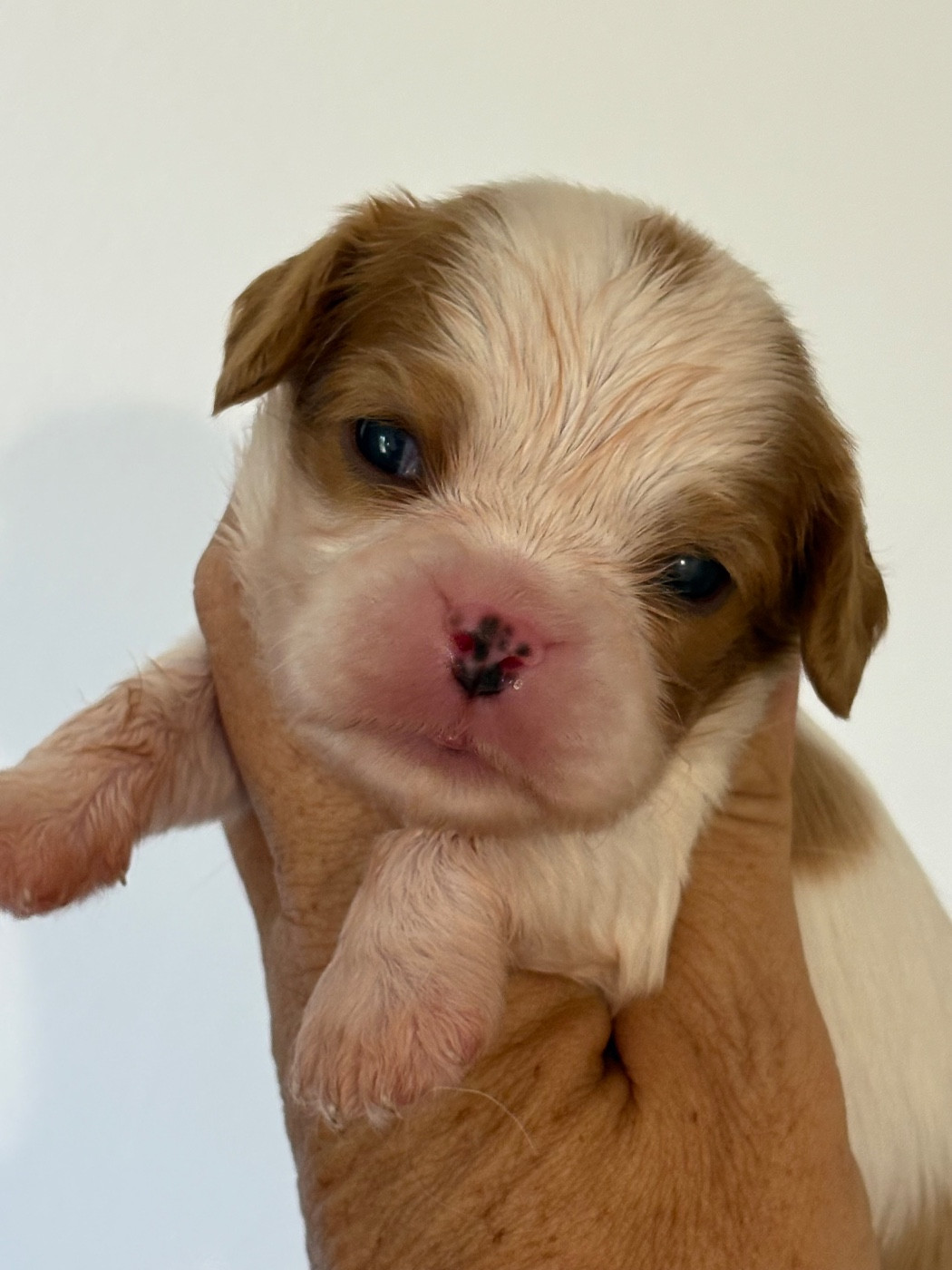 Du Mas De Dixie - Chiots disponibles - Cavalier King Charles Spaniel