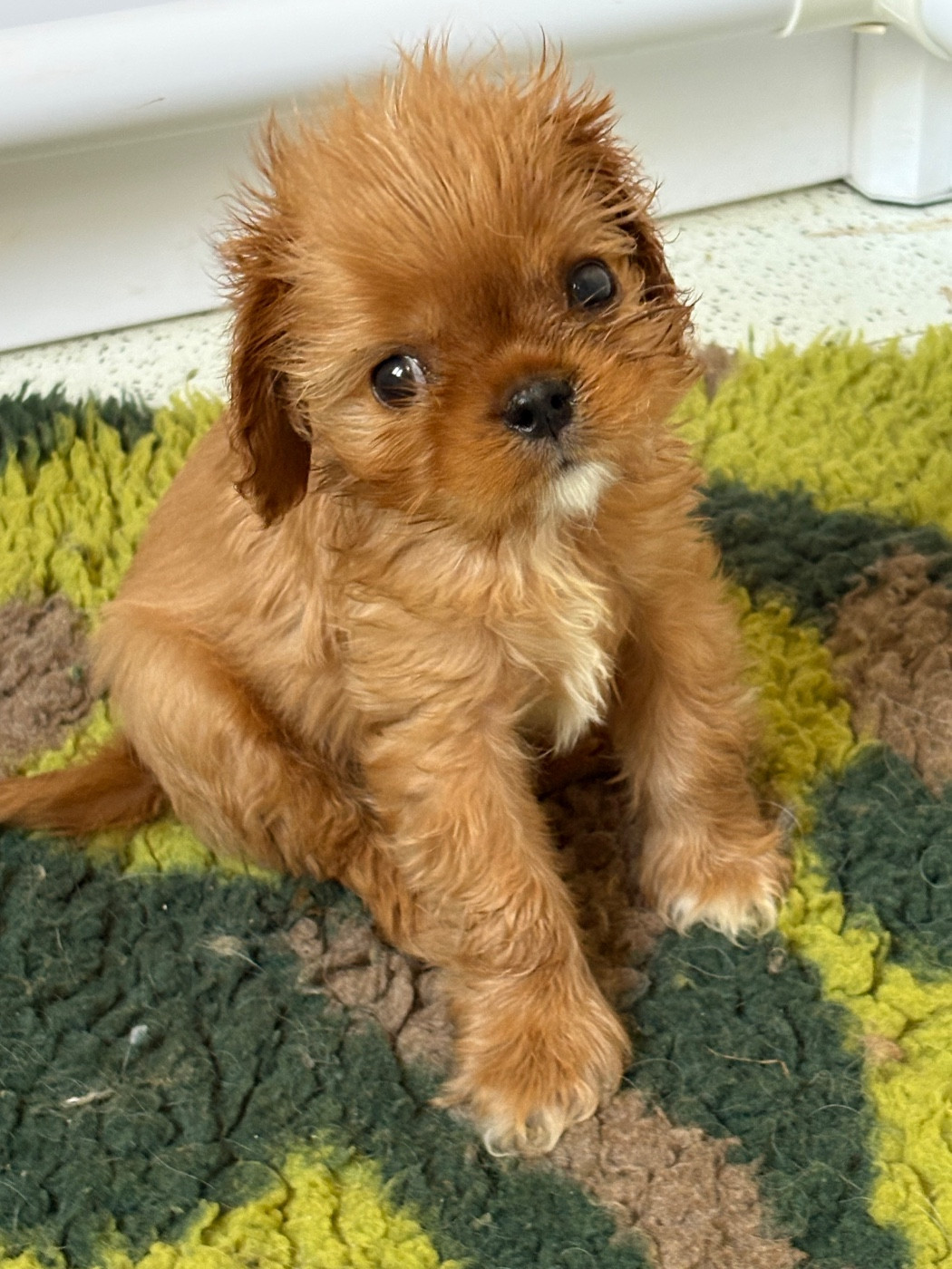 Du Mas De Dixie - Chiots disponibles - Cavalier King Charles Spaniel