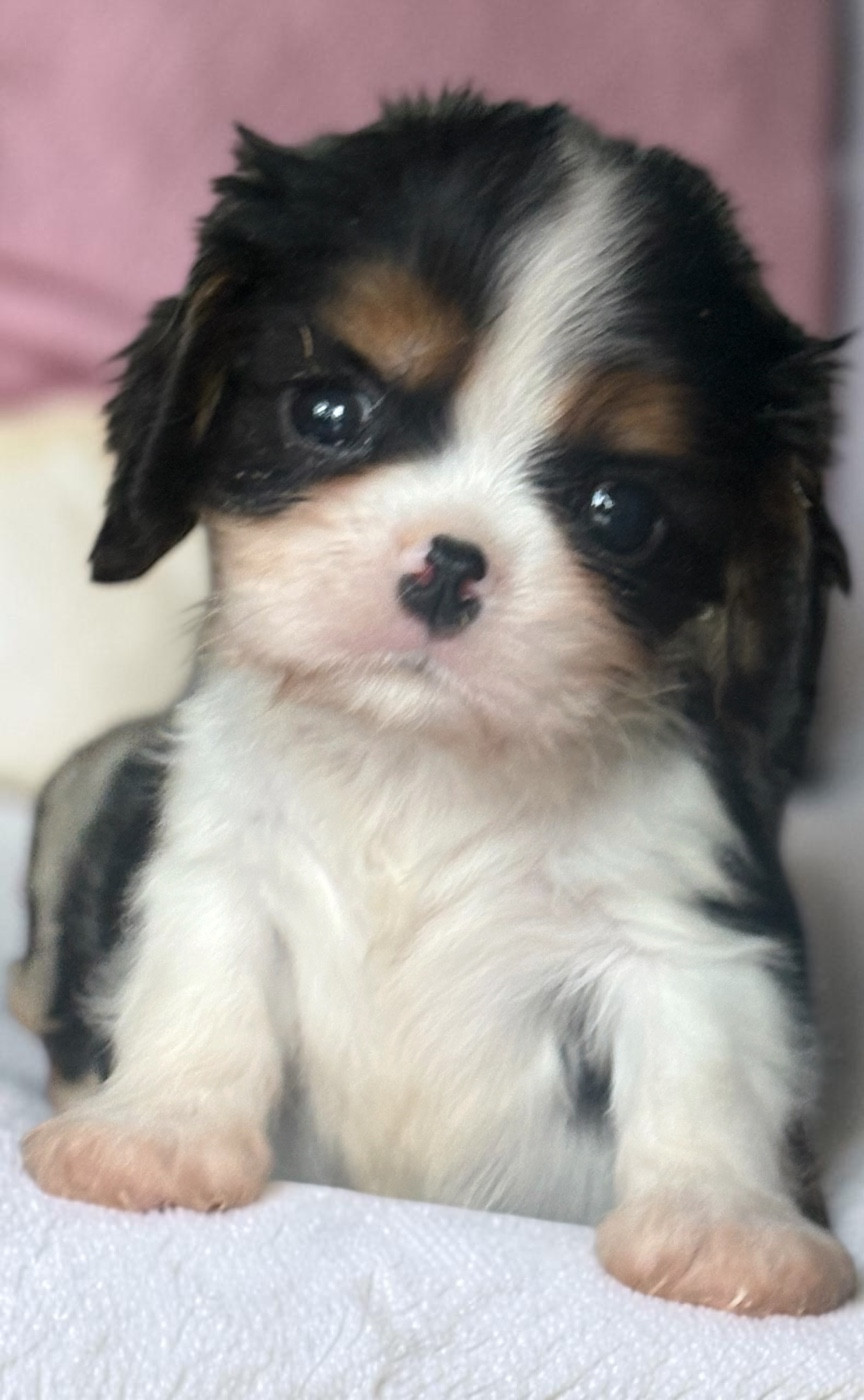 Du Mas De Dixie - Chiots disponibles - Cavalier King Charles Spaniel