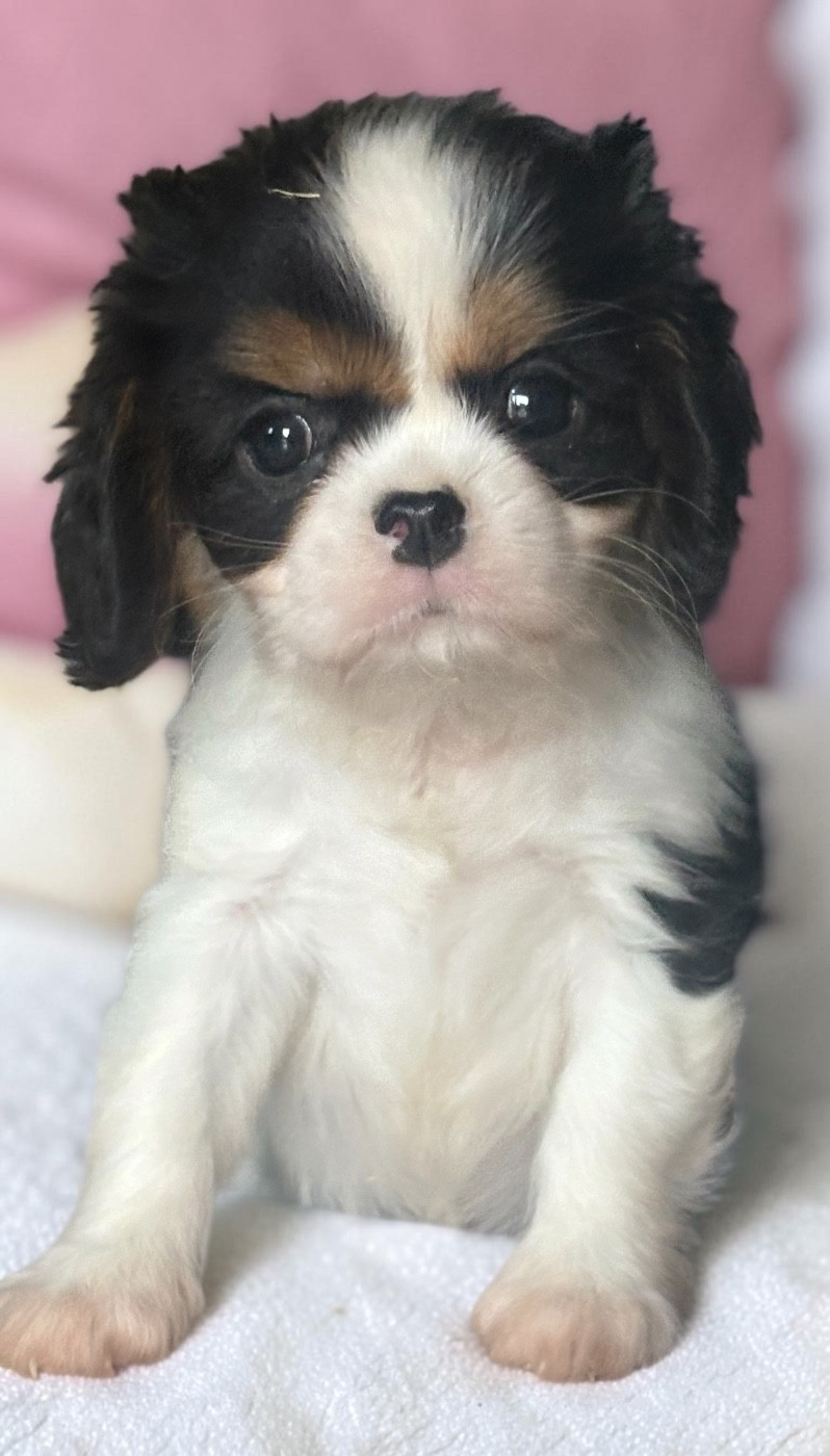 Du Mas De Dixie - Chiots disponibles - Cavalier King Charles Spaniel