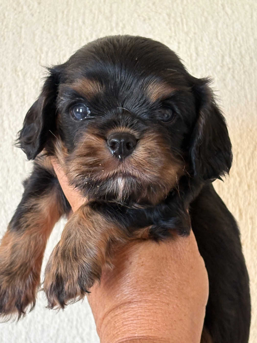 Du Mas De Dixie - Chiots disponibles - Cavalier King Charles Spaniel