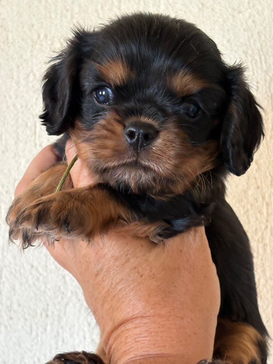 Du Mas De Dixie - Chiots disponibles - Cavalier King Charles Spaniel