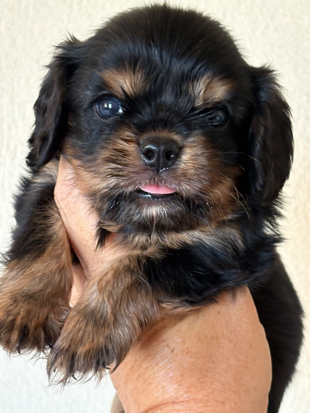 Du Mas De Dixie - Chiots disponibles - Cavalier King Charles Spaniel
