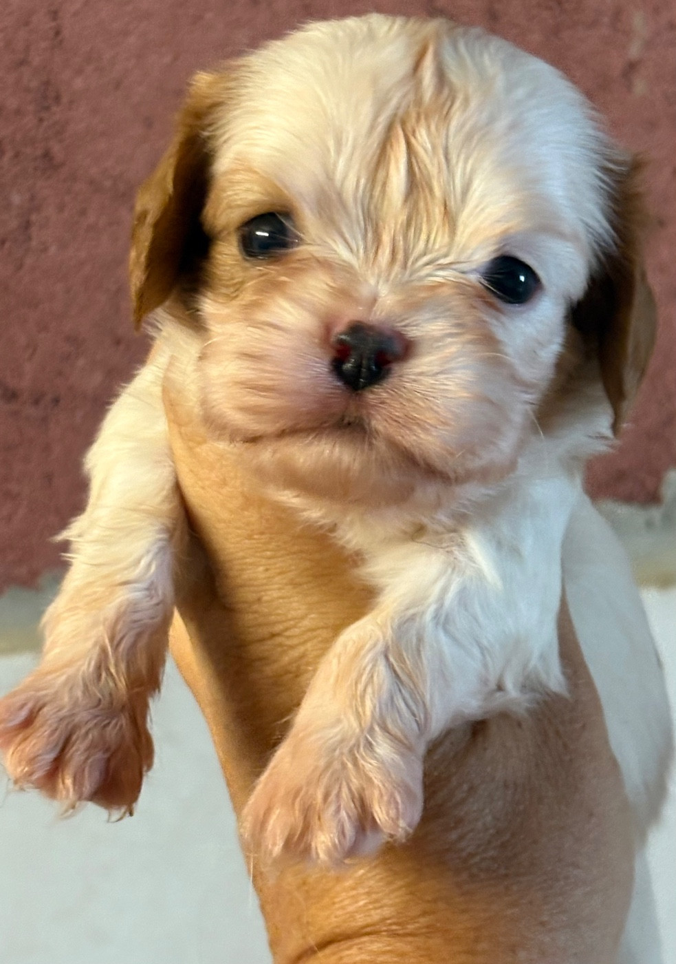 Du Mas De Dixie - Chiots disponibles - Cavalier King Charles Spaniel