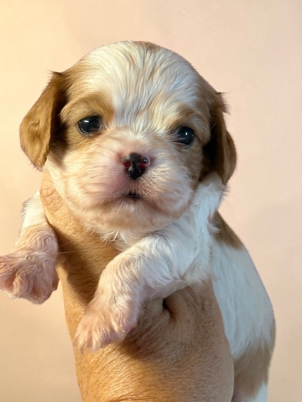 Du Mas De Dixie - Chiots disponibles - Cavalier King Charles Spaniel