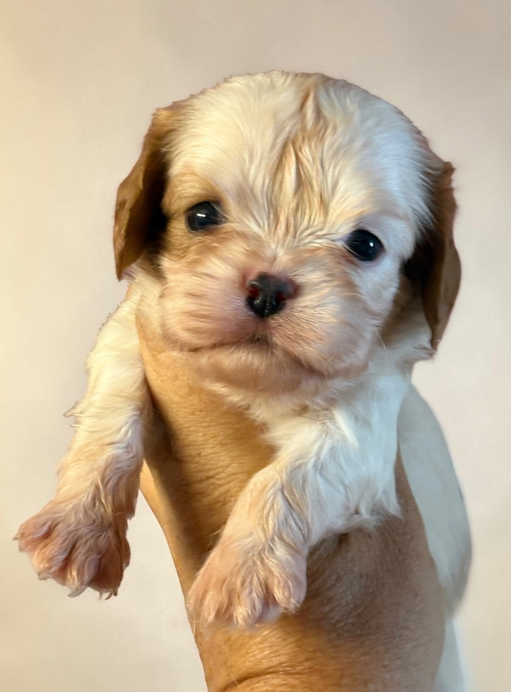 Du Mas De Dixie - Chiots disponibles - Cavalier King Charles Spaniel