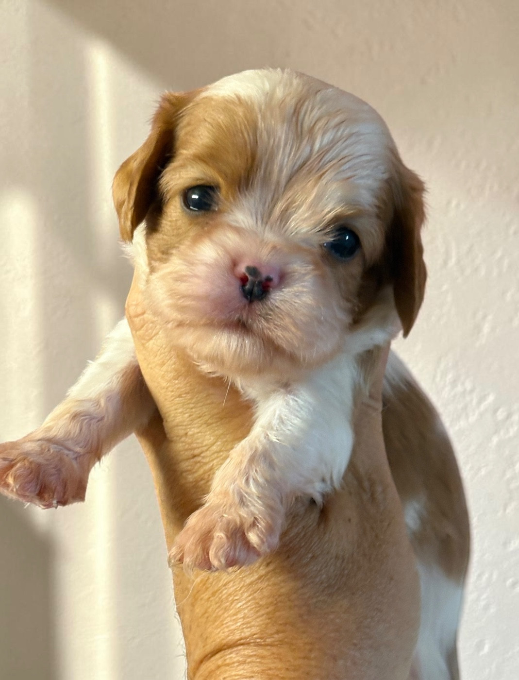 Du Mas De Dixie - Chiots disponibles - Cavalier King Charles Spaniel