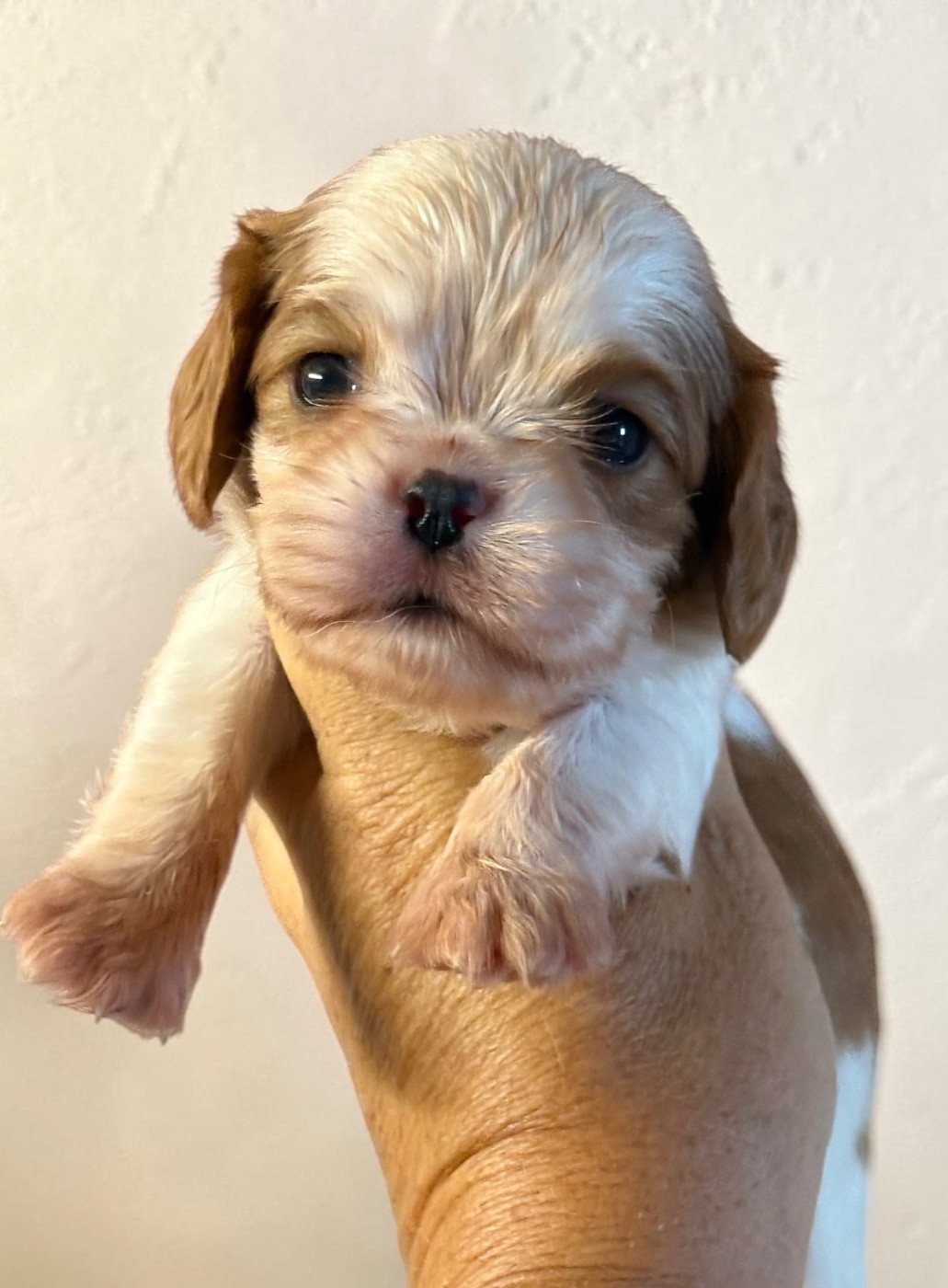 Du Mas De Dixie - Chiots disponibles - Cavalier King Charles Spaniel