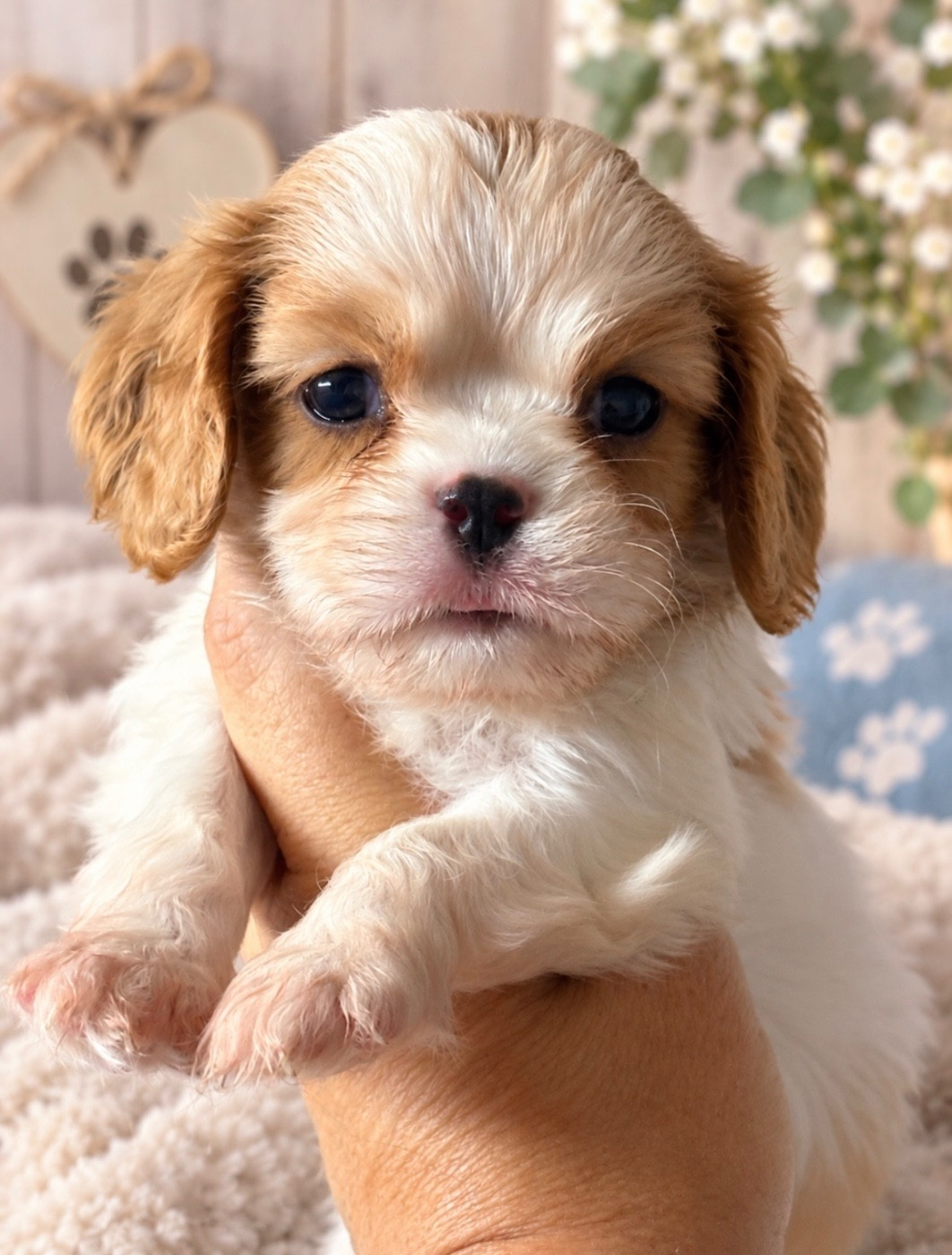 Du Mas De Dixie - Chiots disponibles - Cavalier King Charles Spaniel