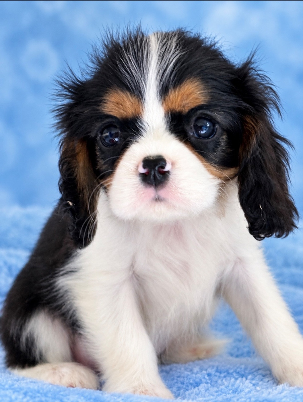 Du Mas De Dixie - Chiots disponibles - Cavalier King Charles Spaniel