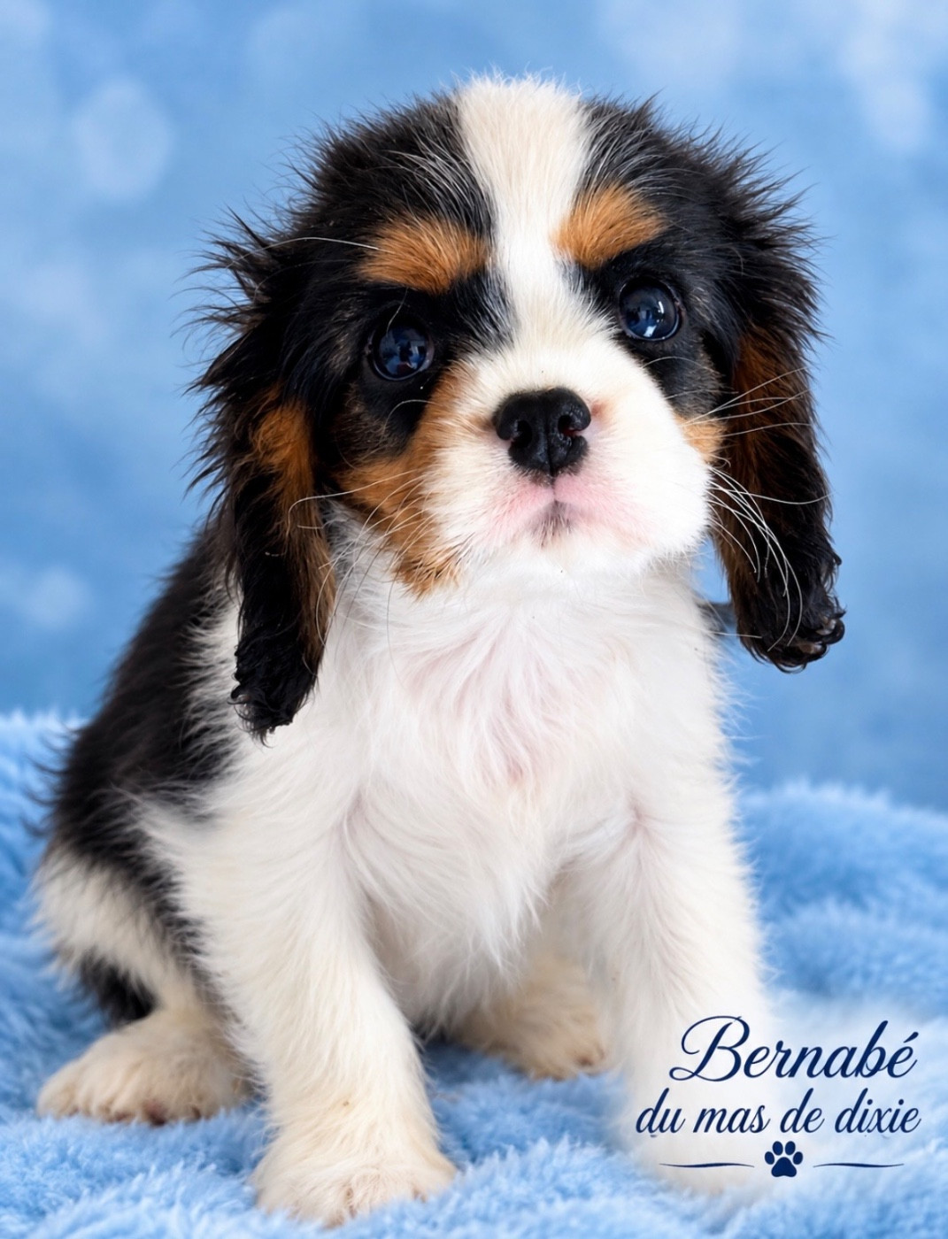 Du Mas De Dixie - Chiots disponibles - Cavalier King Charles Spaniel