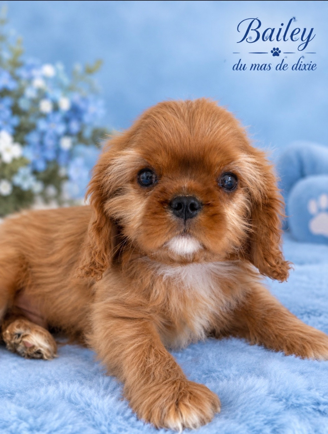 Du Mas De Dixie - Chiots disponibles - Cavalier King Charles Spaniel
