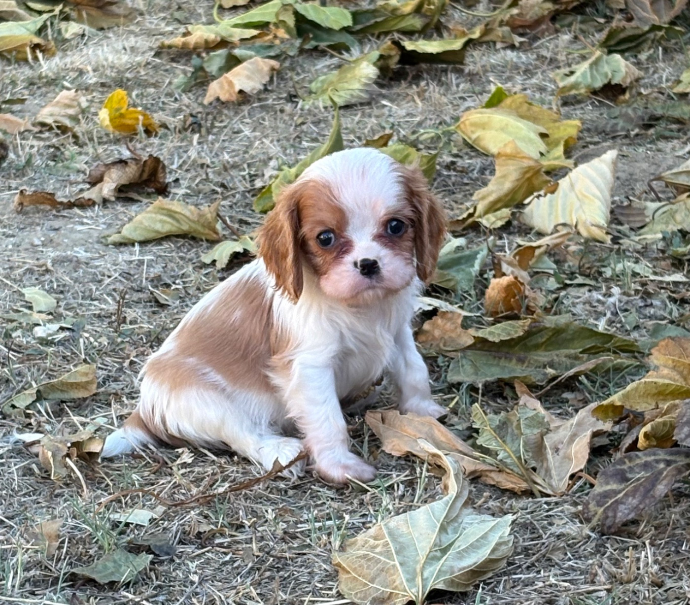 Du Mas De Dixie - Chiots disponibles - Cavalier King Charles Spaniel