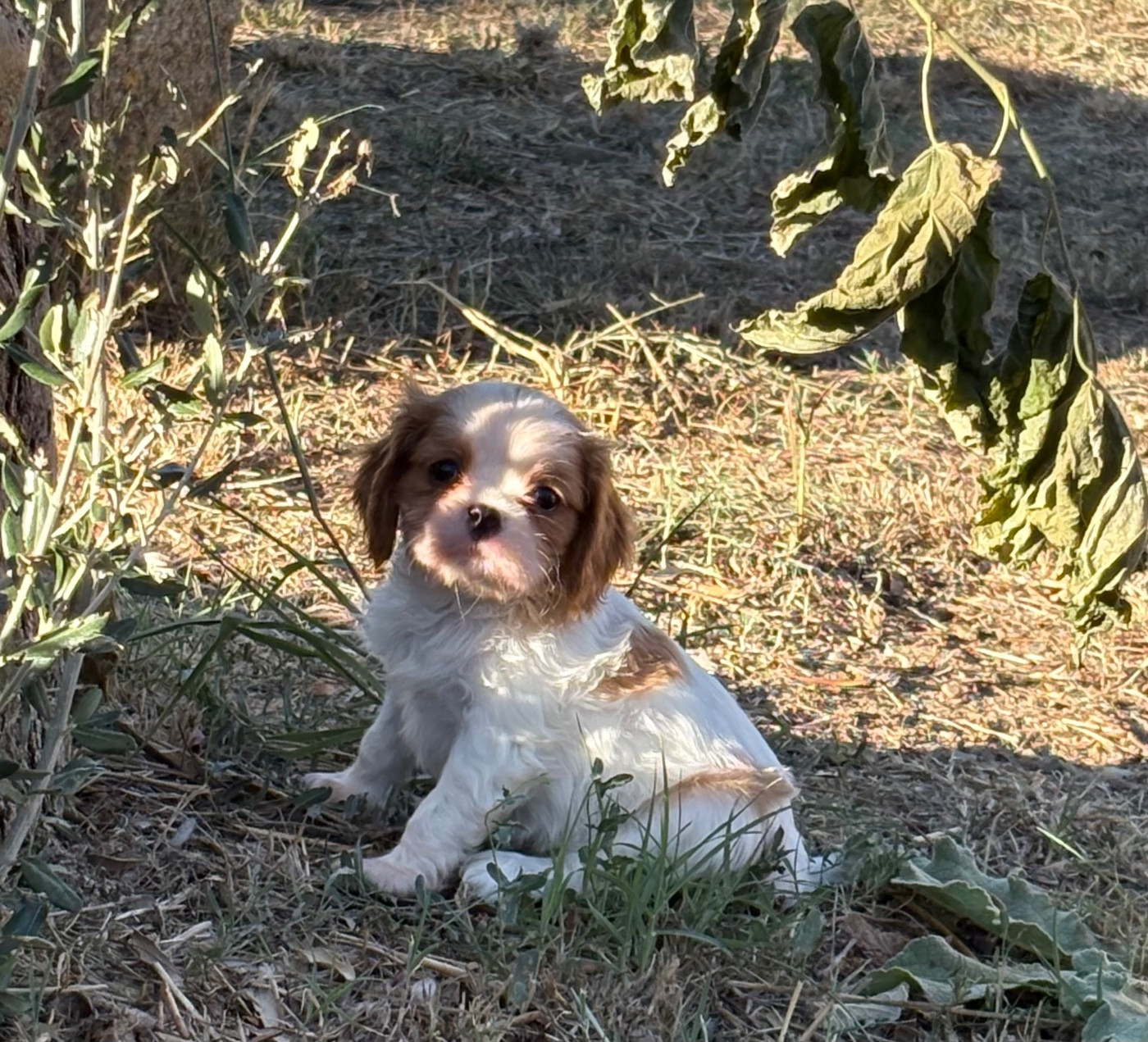 Du Mas De Dixie - Chiots disponibles - Cavalier King Charles Spaniel