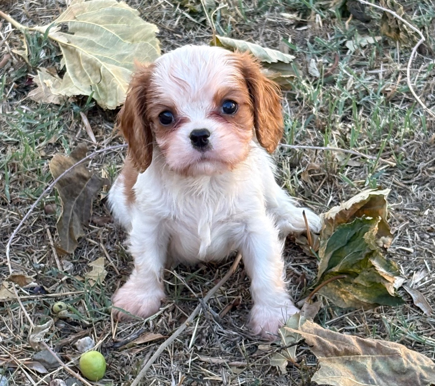 Du Mas De Dixie - Chiots disponibles - Cavalier King Charles Spaniel