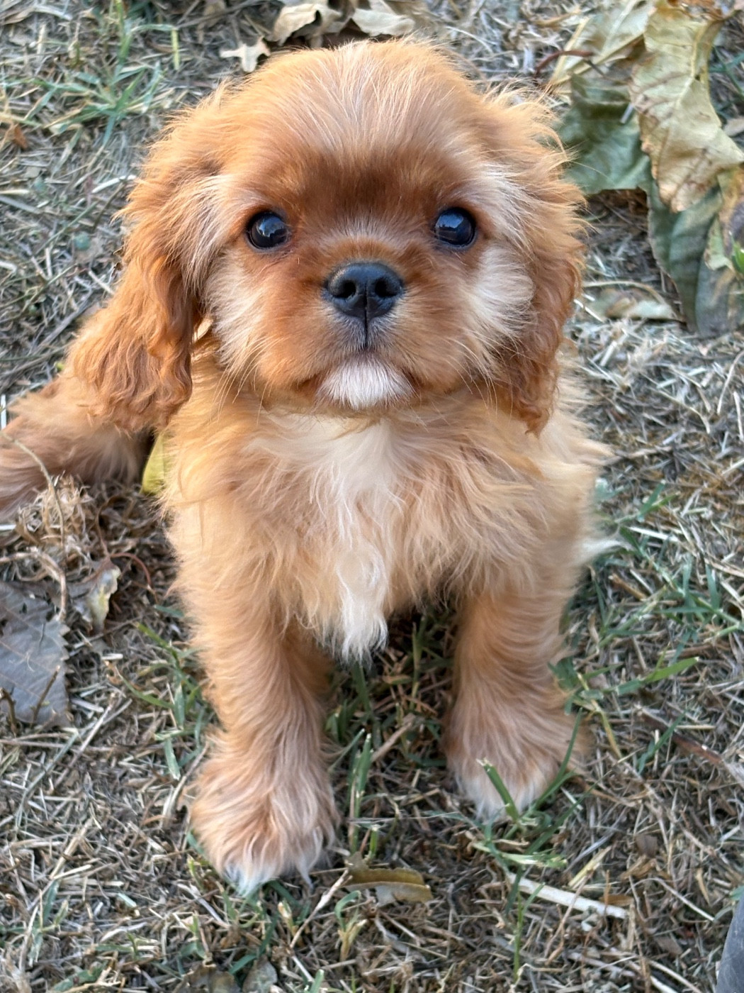 Du Mas De Dixie - Chiots disponibles - Cavalier King Charles Spaniel