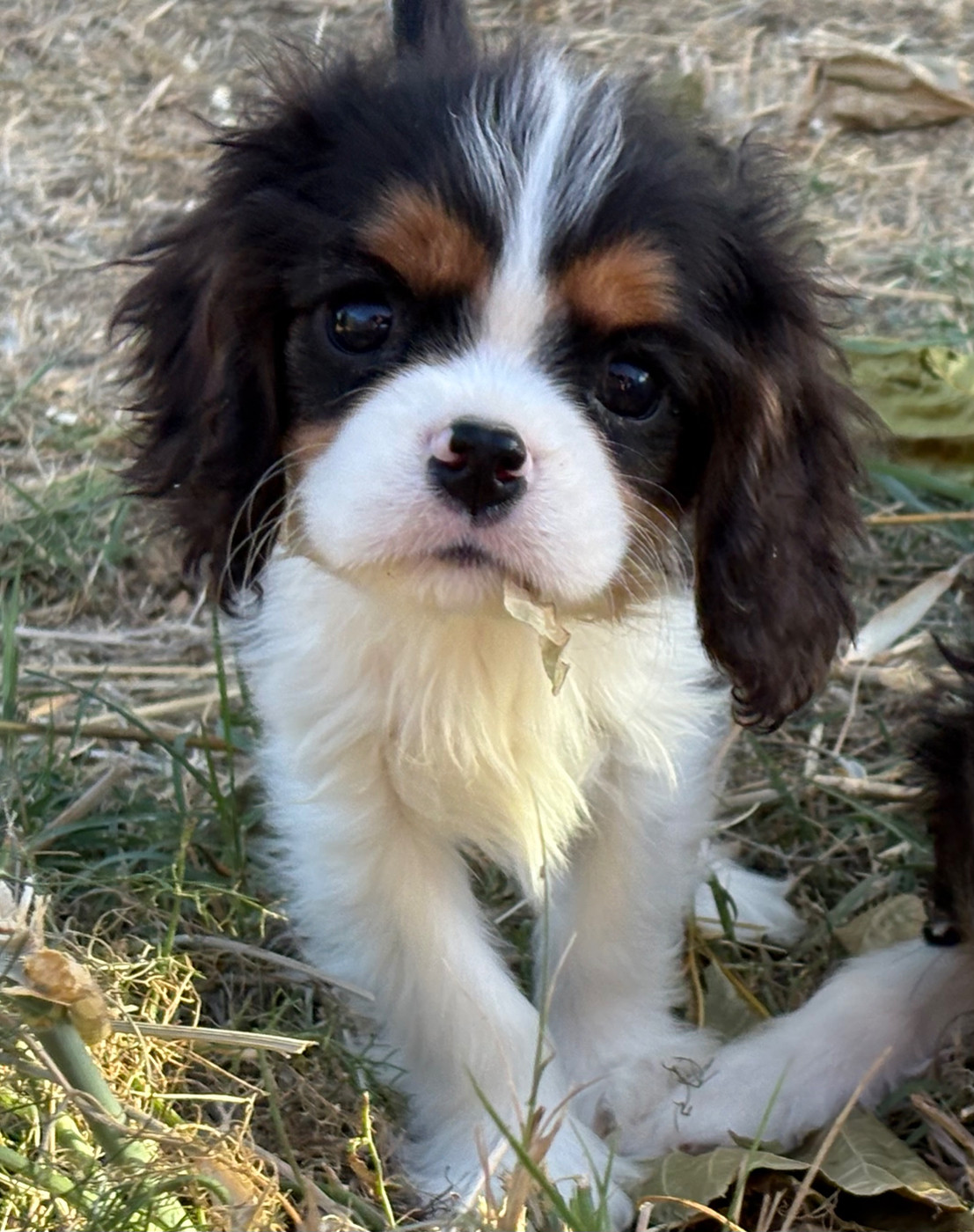 Du Mas De Dixie - Chiots disponibles - Cavalier King Charles Spaniel