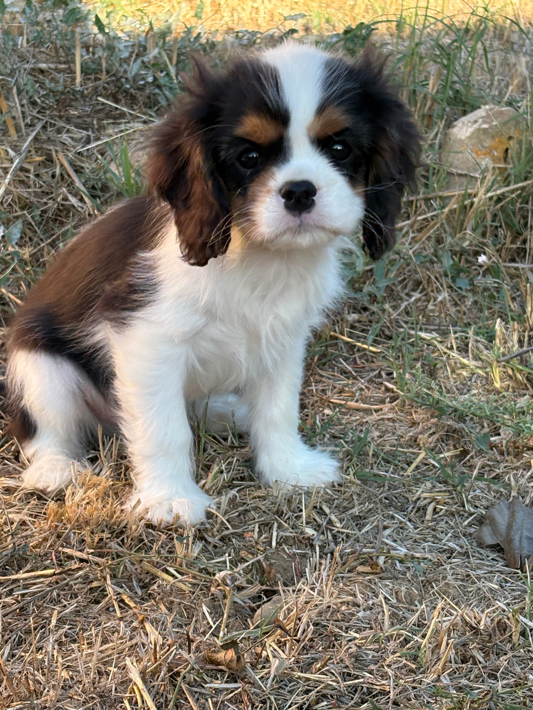 Du Mas De Dixie - Chiots disponibles - Cavalier King Charles Spaniel