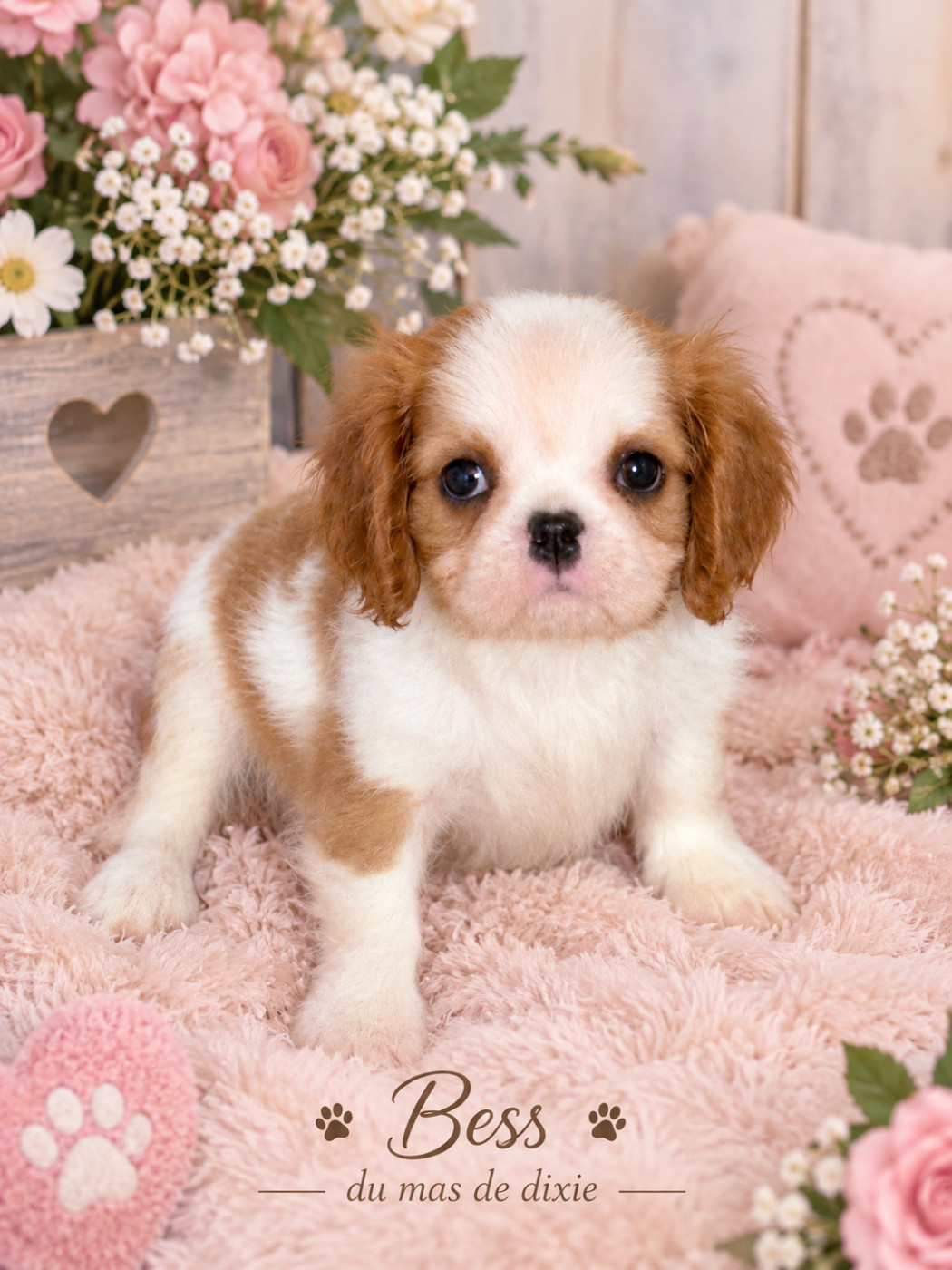 Du Mas De Dixie - Chiots disponibles - Cavalier King Charles Spaniel