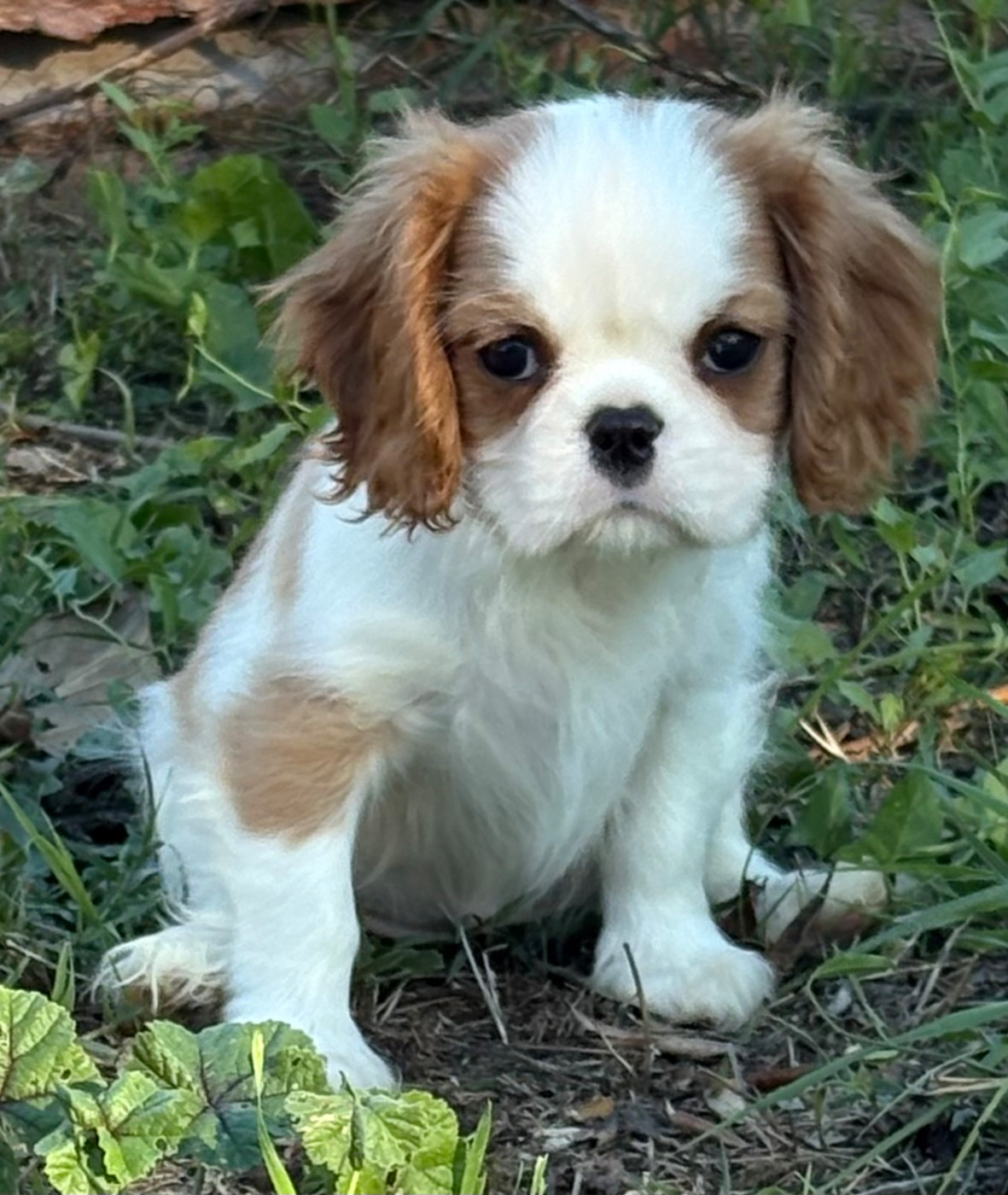 Du Mas De Dixie - Chiots disponibles - Cavalier King Charles Spaniel