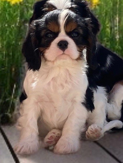 Du Mas De Dixie - Chiots disponibles - Cavalier King Charles Spaniel