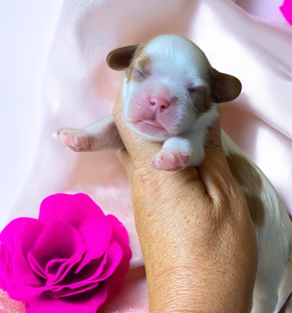 Du Mas De Dixie - Chiots disponibles - Cavalier King Charles Spaniel