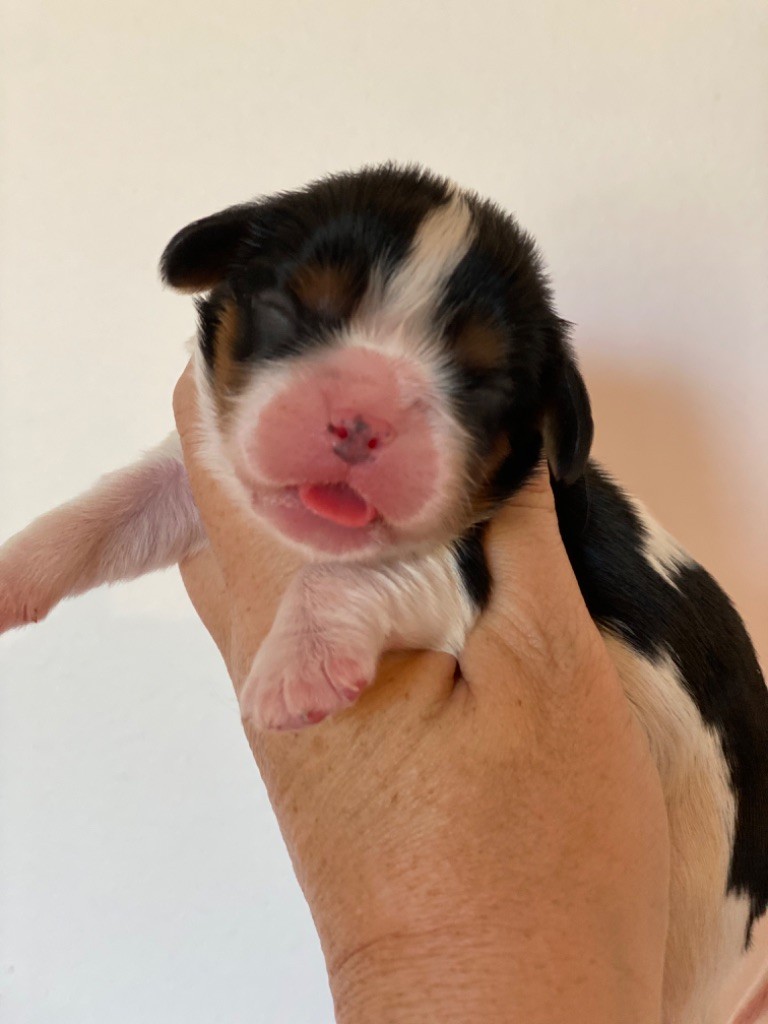 Du Mas De Dixie - Chiots disponibles - Cavalier King Charles Spaniel