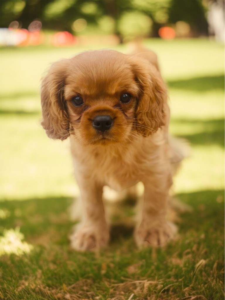 Du Mas De Dixie - Chiots disponibles - Cavalier King Charles Spaniel
