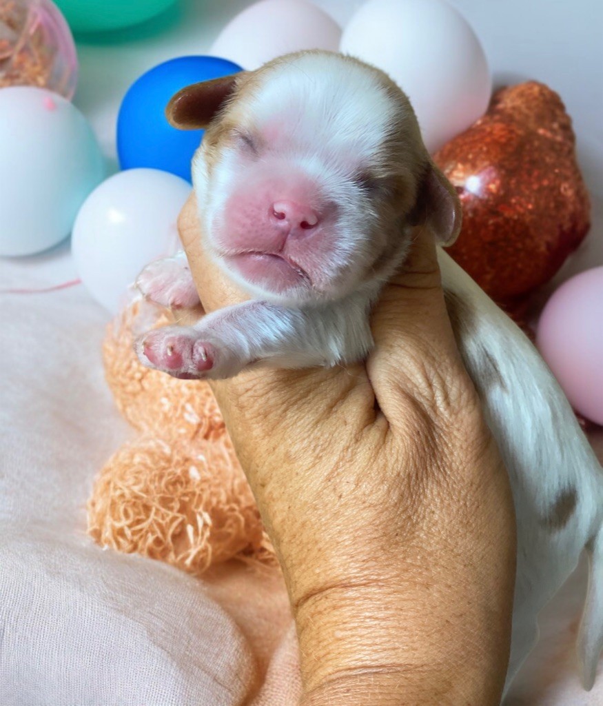 Du Mas De Dixie - Chiots disponibles - Cavalier King Charles Spaniel