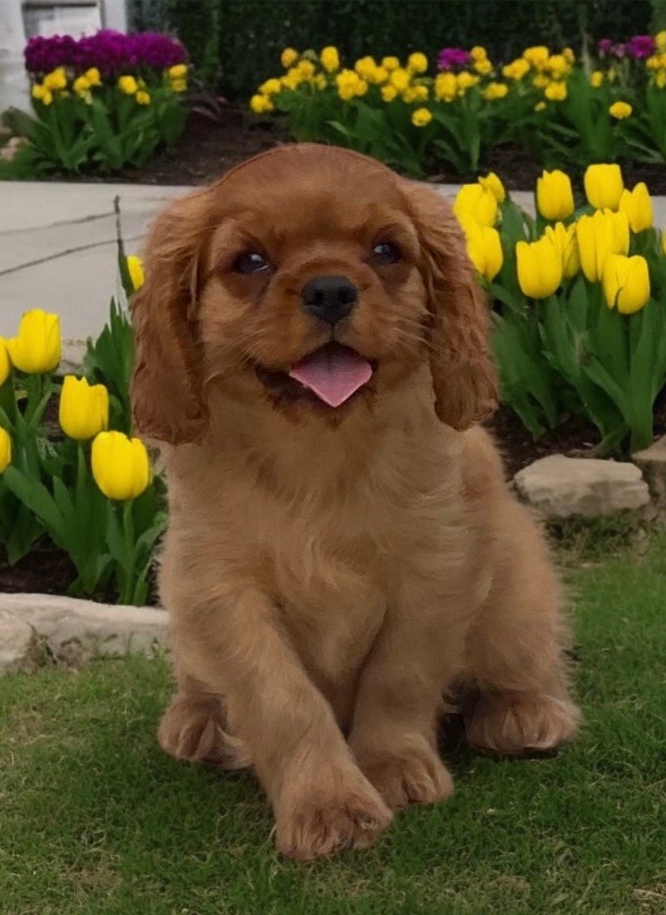 Du Mas De Dixie - Chiots disponibles - Cavalier King Charles Spaniel