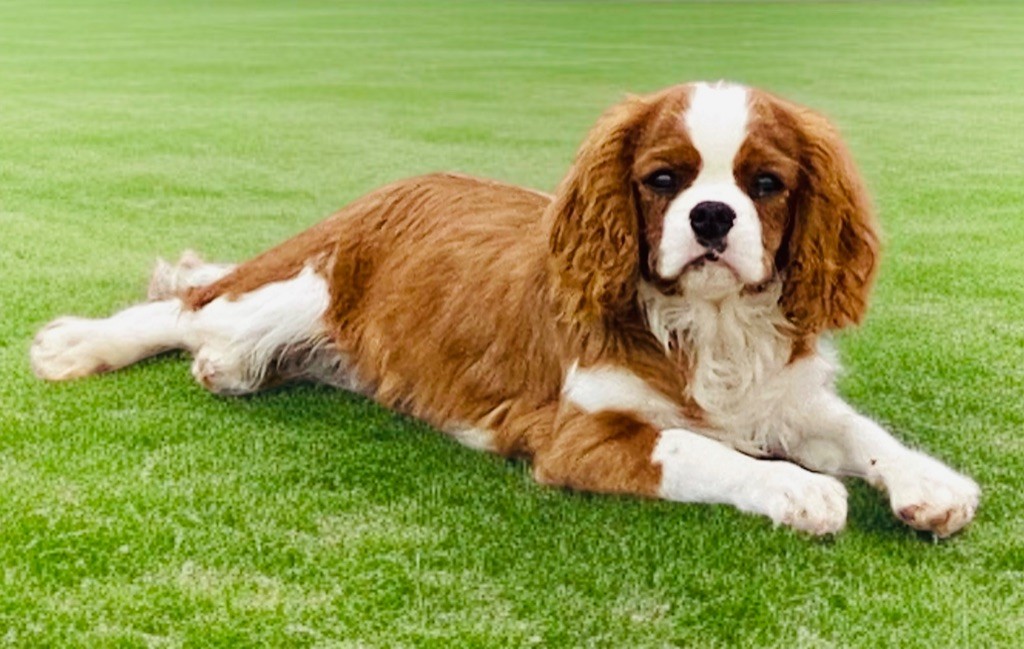 Du Mas De Dixie - Chiots disponibles - Cavalier King Charles Spaniel