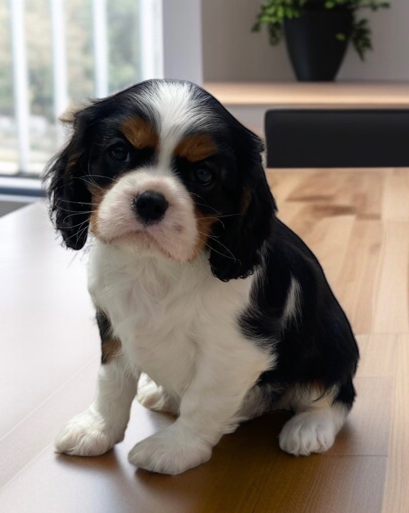 Du Mas De Dixie - Chiots disponibles - Cavalier King Charles Spaniel