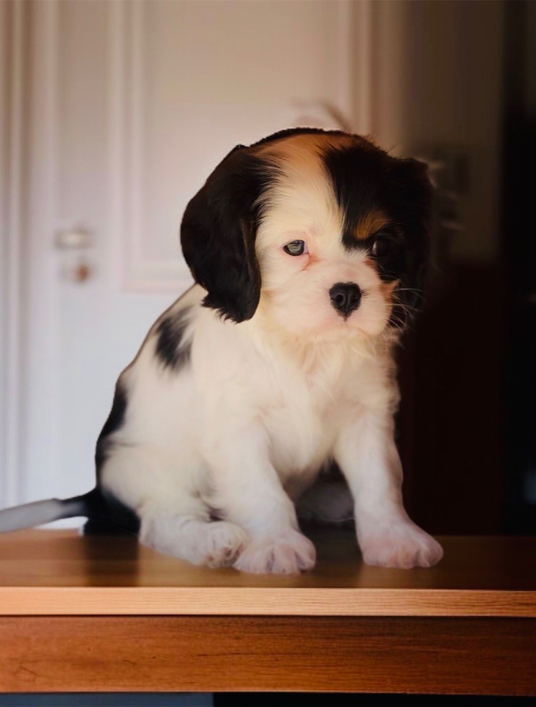 Du Mas De Dixie - Chiots disponibles - Cavalier King Charles Spaniel
