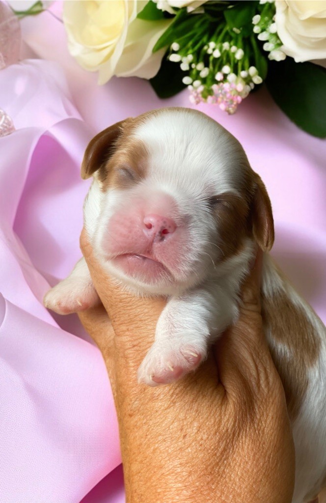 Du Mas De Dixie - Chiots disponibles - Cavalier King Charles Spaniel