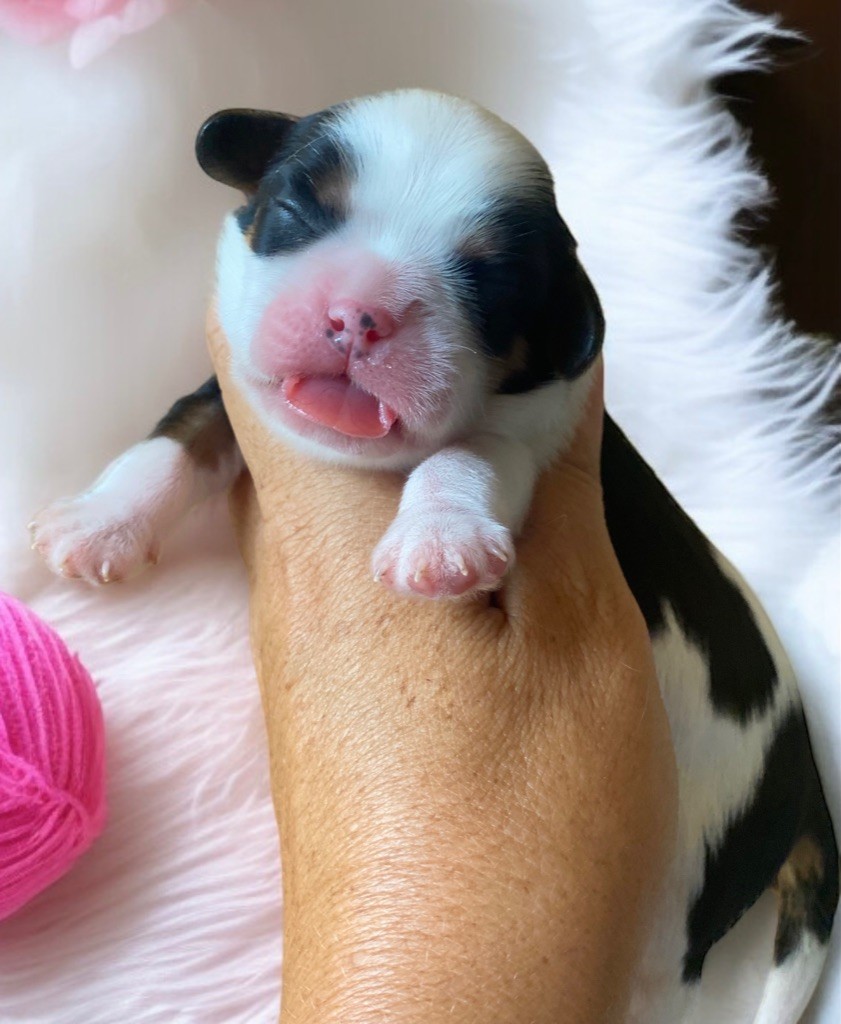 Du Mas De Dixie - Chiots disponibles - Cavalier King Charles Spaniel