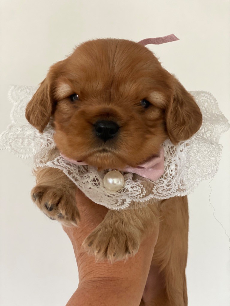 Du Mas De Dixie - Chiots disponibles - Cavalier King Charles Spaniel