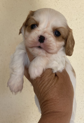 CHIOT 1