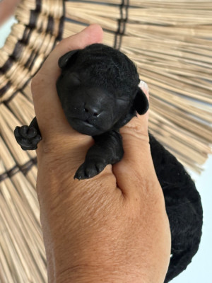 CHIOT 1