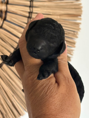 CHIOT 2