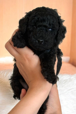 CHIOT 2
