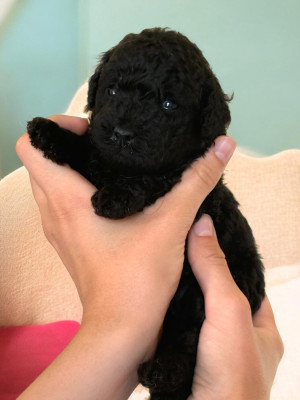 CHIOT 1