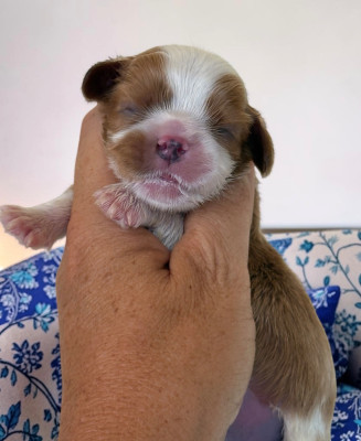 CHIOT 1