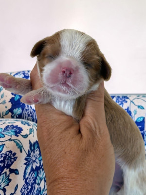 CHIOT 2