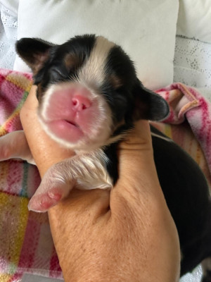 CHIOT 5