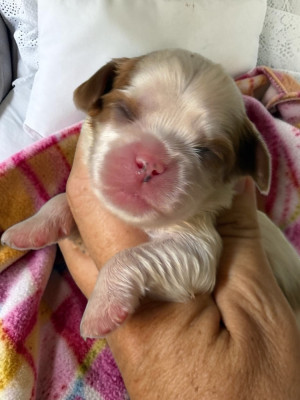 CHIOT 2