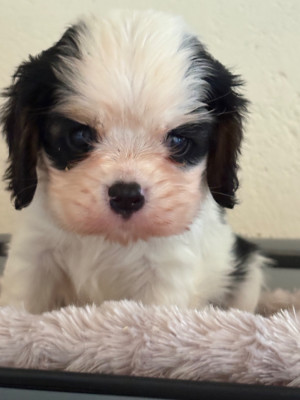 Bertie